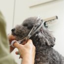 왈왈 살롱 이미지