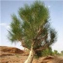 로드소프트 이미지