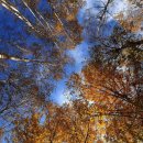 자작나무 이미지