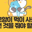 야옹아 멍멍해봐 오산점 네이버블로그