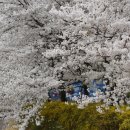 양재천 연인의 거리 이미지