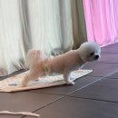 B&B(바비브라운 비숑프리제) | 여행 갈 때도 출근할 때도 안심! 울산애견유치원 바비브라운 비숑프리제 후기