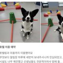 대림유치원 | 검증된 애견유치원 창업 옐레드 애견유치원 비용, 자격증 정보