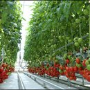 [경남] 경재배 토마토에 꼭 필요한 재배법 개발! 이미지