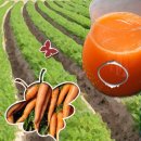 당근주스 이미지