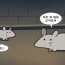 앨리스