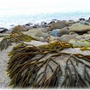 바다의향기 이미지