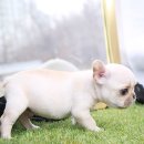 대림애견 이미지