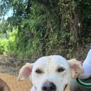 사랑할개 이미지