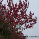 곡성-009 Daum카페