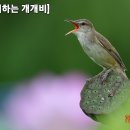 개개비 - 충남당진 합덕제수변공원 이미지