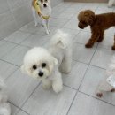 라이크몽 이미지