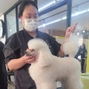 예준애견미용학원