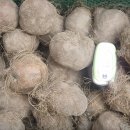 임씨네농장 이미지