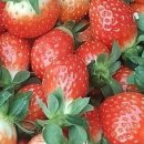 드림1농장 이미지