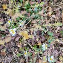 강아지풀 이미지