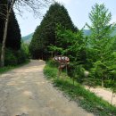 편백나무숲 이미지