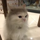 일마레 동물 메디컬 센터 이미지