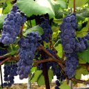 김삿갓면-23 이미지