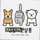 영블리 펫살롱 이미지