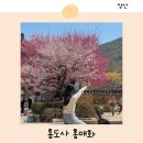 백곰사 | 양산 통도사 홍매화 개화시기 부산 근교 꽃구경 주차 맛집 카페