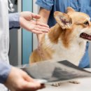 강남종합동물병원 이미지