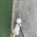 그루밍베베 | 미사애견미용 :: 말티즈 곰돌이컷 가위컷 전문 그루밍베베
