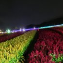 한탄강 주상절리와 고석정 꽃밭 이미지