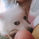 순돌뭐하니 이미지