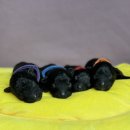 남양주켄넬 이미지