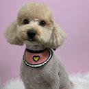 멍헤어 애견미용실 이미지