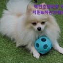 애견호텔 몽몽 이미지