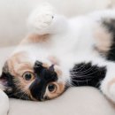 (주)펫에어라인 이미지