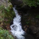 치악산둘레길 9코스 자작나무길 이미지