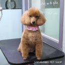 사쿠란보애견샵 부산대점 이미지