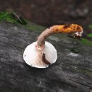 (유)산야 이미지