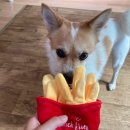 네발친구 이미지