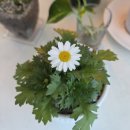 코스모스환경 | 마녀박스 식물등 코스모스등 3구 날개등 LED 조명 3주 사용 후기