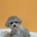 뽀그리멍 이미지