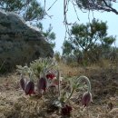 라마리차 이미지