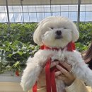 서리농장 | 애견동반 딸기농장 <일산 햇살 딸기농원> 방문하다!