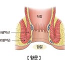 항문[Anus] 이미지