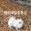 해피테일 이미지