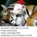고기호랑이 이미지