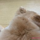 오쉬오트 이미지