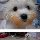 청순하개 이미지