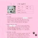 1277 | [#1277] 슈(양측 슬개골탈구 G2, G3)의 수술후기