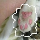 야옹이발바닥 이미지