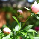 허난설헌생가터 이미지