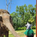 코끼리 게임장 이미지